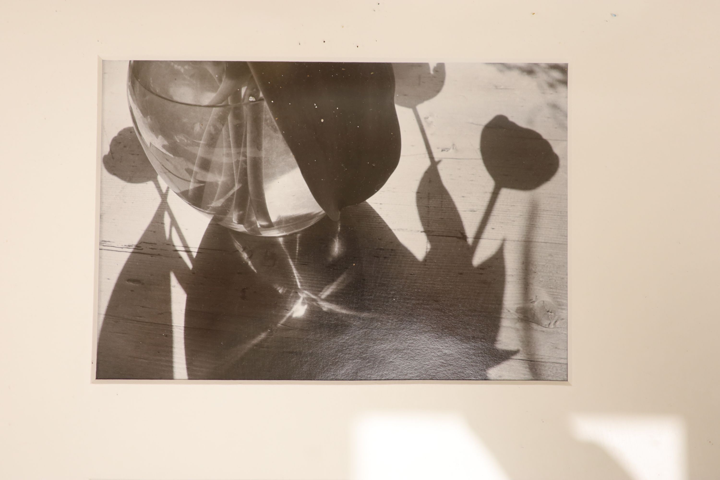 John Blakemore (1936-), eight assorted gelatin silver prints, Tulips 1988 with Zelda Cheatle Gallery label verso, 41 x 33cm; Tulip Series, 41 x 32cm; Tulip Series, two in one frame